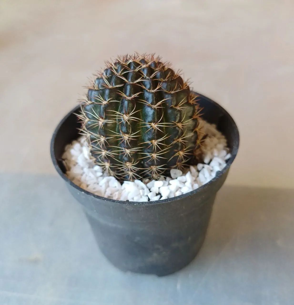 Cactos para lembrancinhas - Foto 3