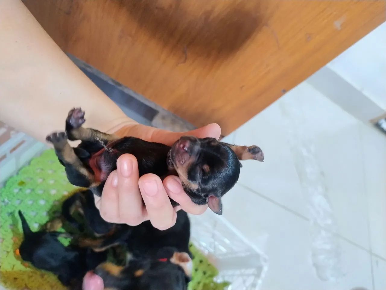 Pinscher 1 - Foto 5