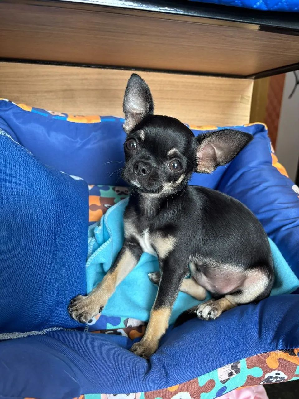 Chihuahua macho com pedigree. - Foto 5