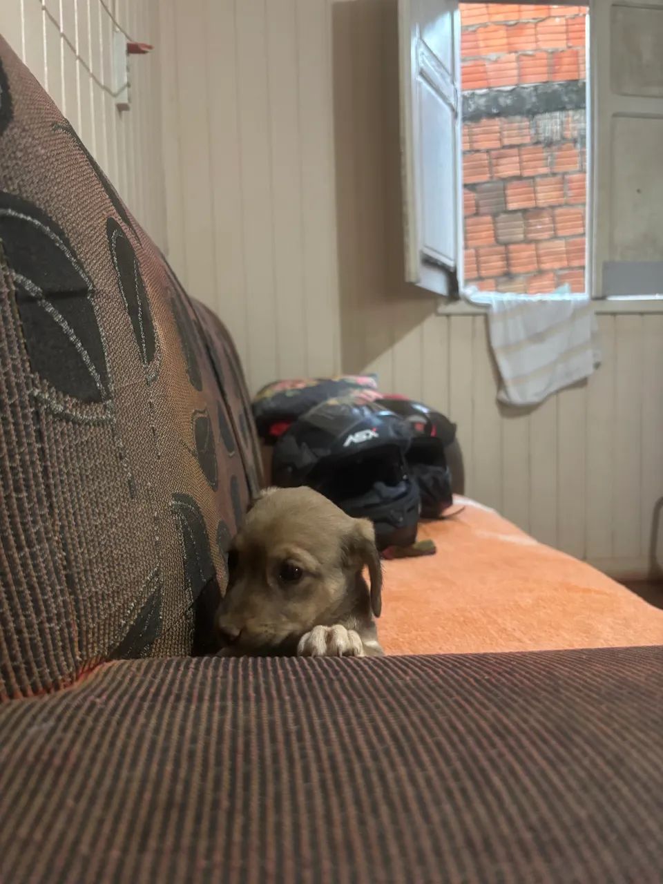 Filhotes cachorro