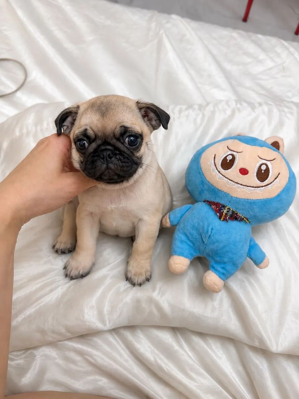 Pug 