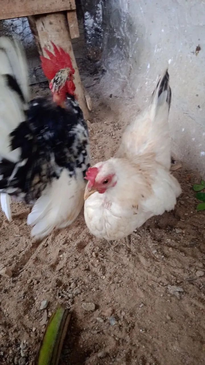 Galinha com pintinhos nagazaki  - Foto 6