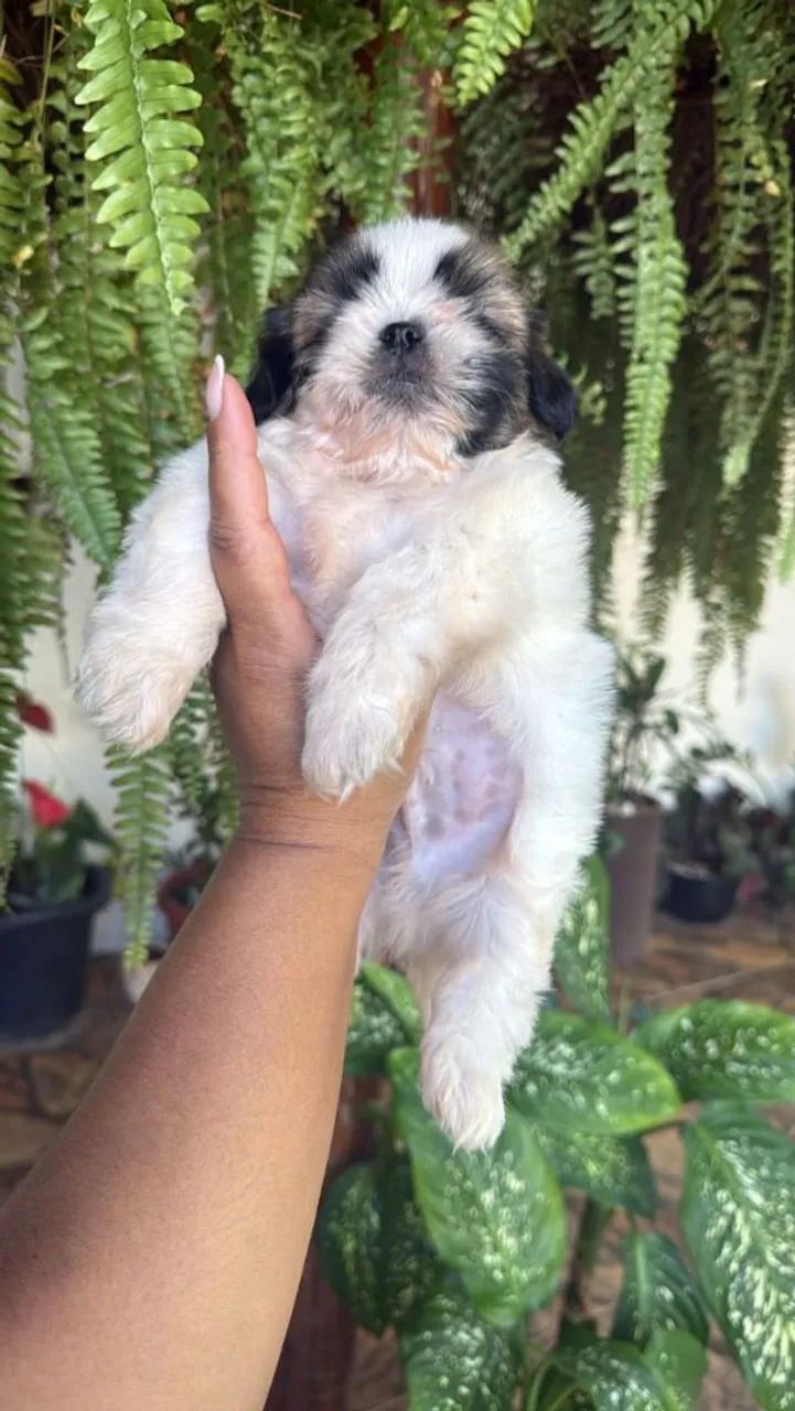 Shih Tzu adorável 