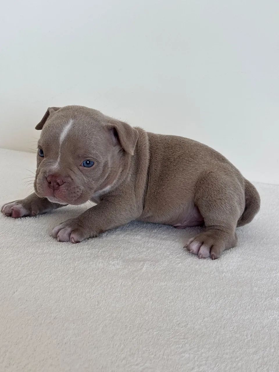 American Bully  - Foto 4