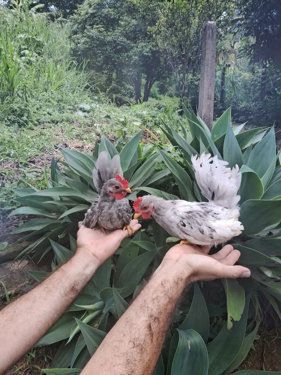 Franguinhos NAGAZAKI 