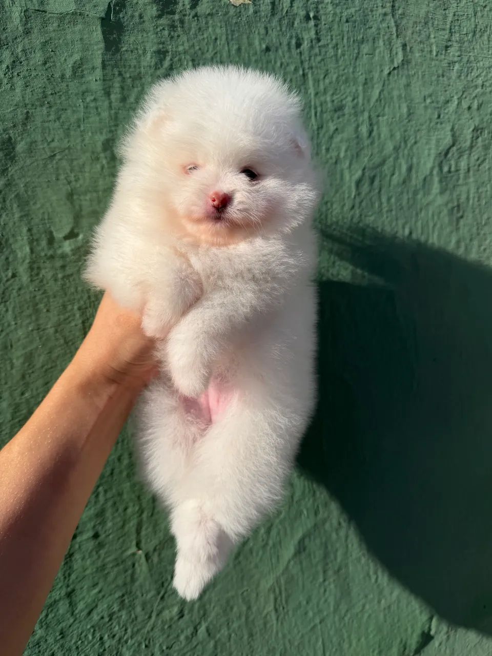Spitz alemão macho 