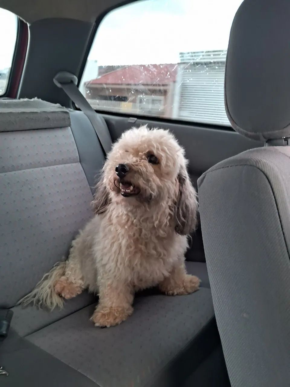 Cão e gato - Foto 4