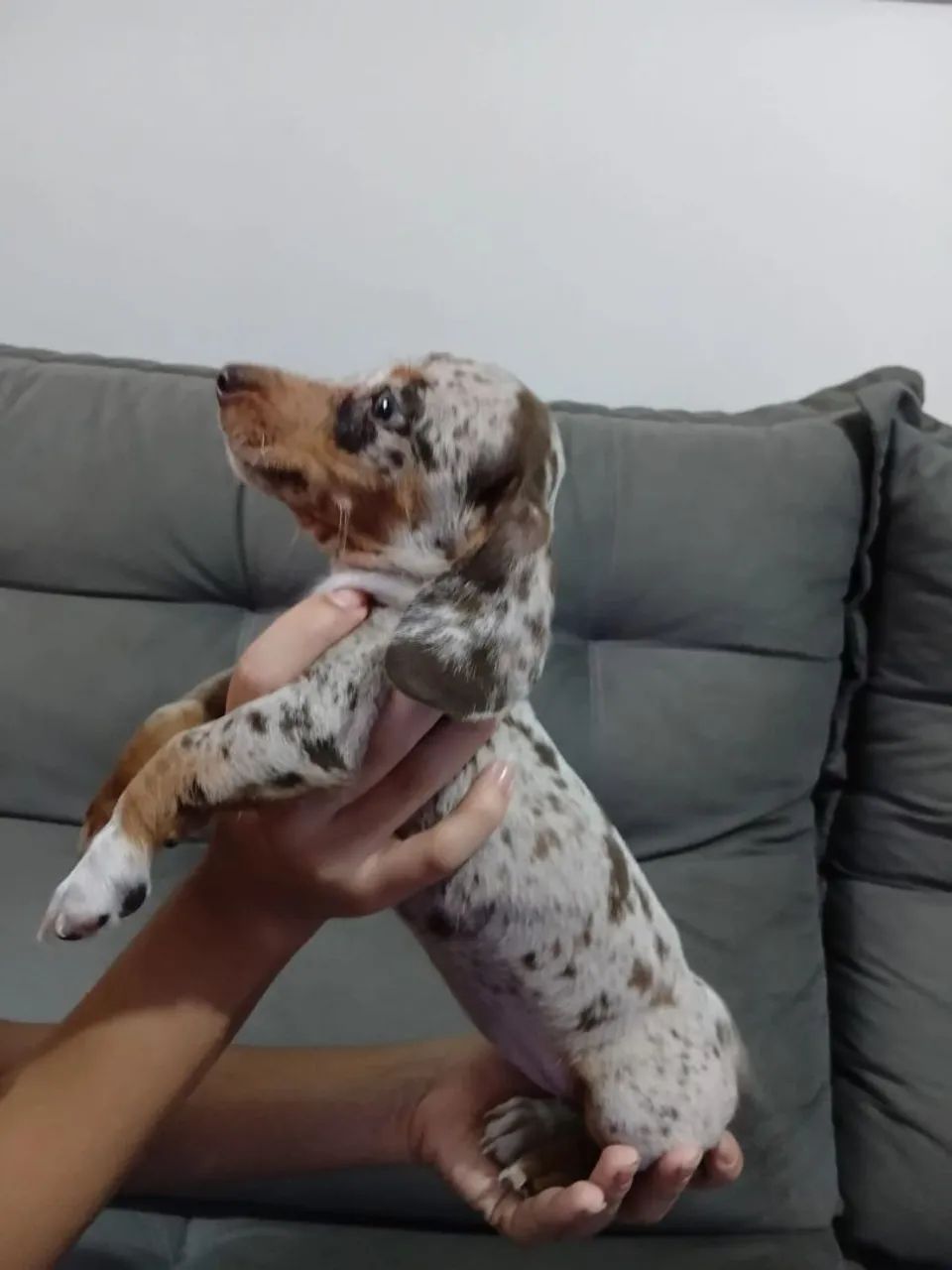 Filhotes teckel  - Foto 4