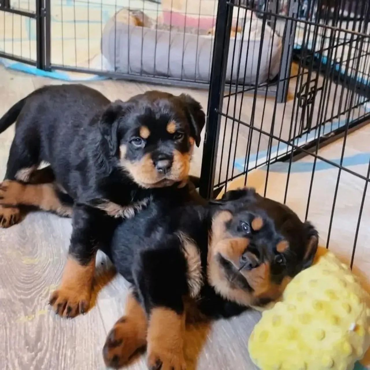 Filhotes de Rottweiler para guarda seu despertador matinal 