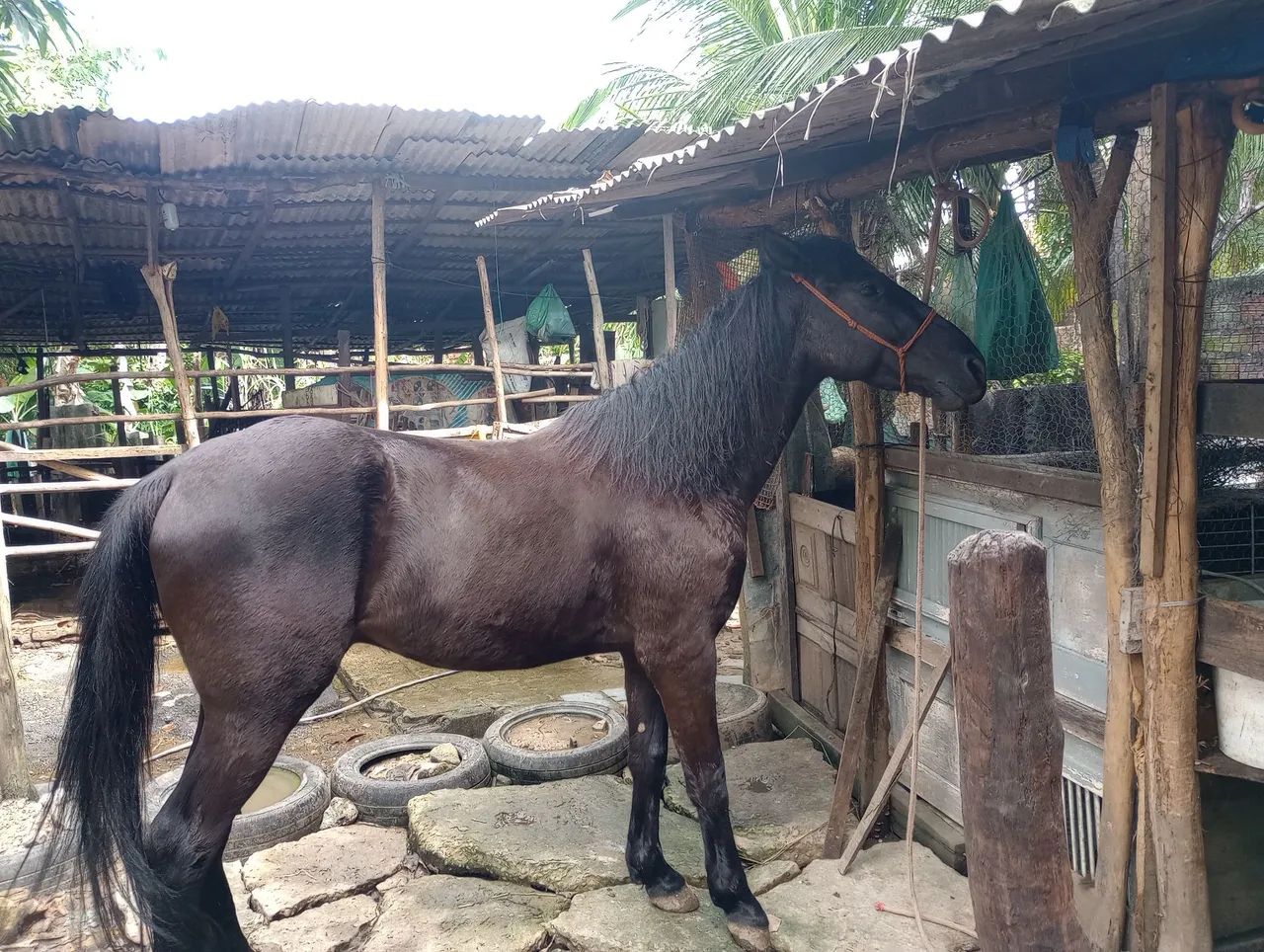 Oportunidade de adquirir seu lindo potro!!! - Foto 6