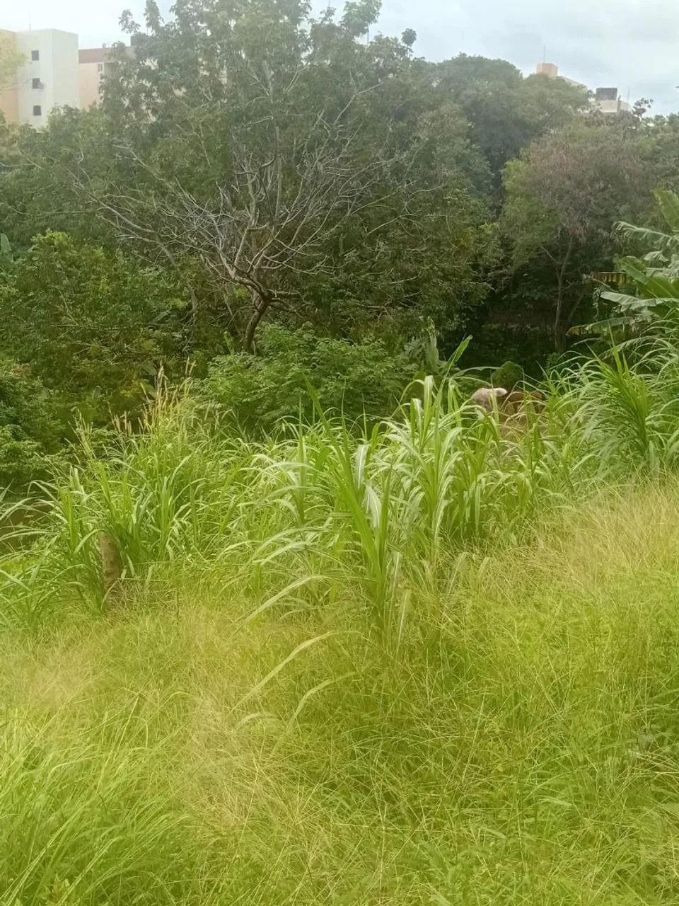 Capim - Foto 2