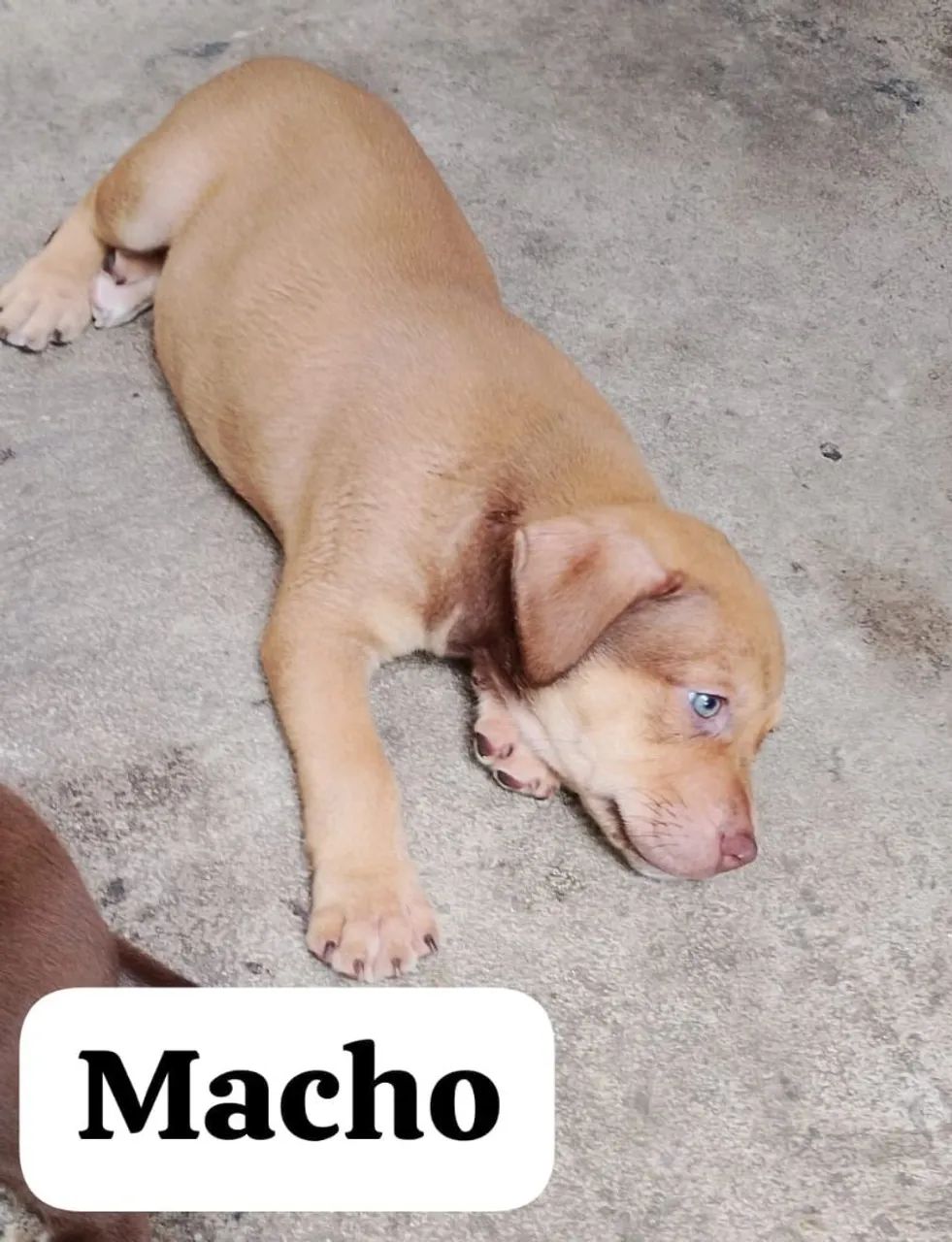 Filhote de Pitbull macho  - Foto 3