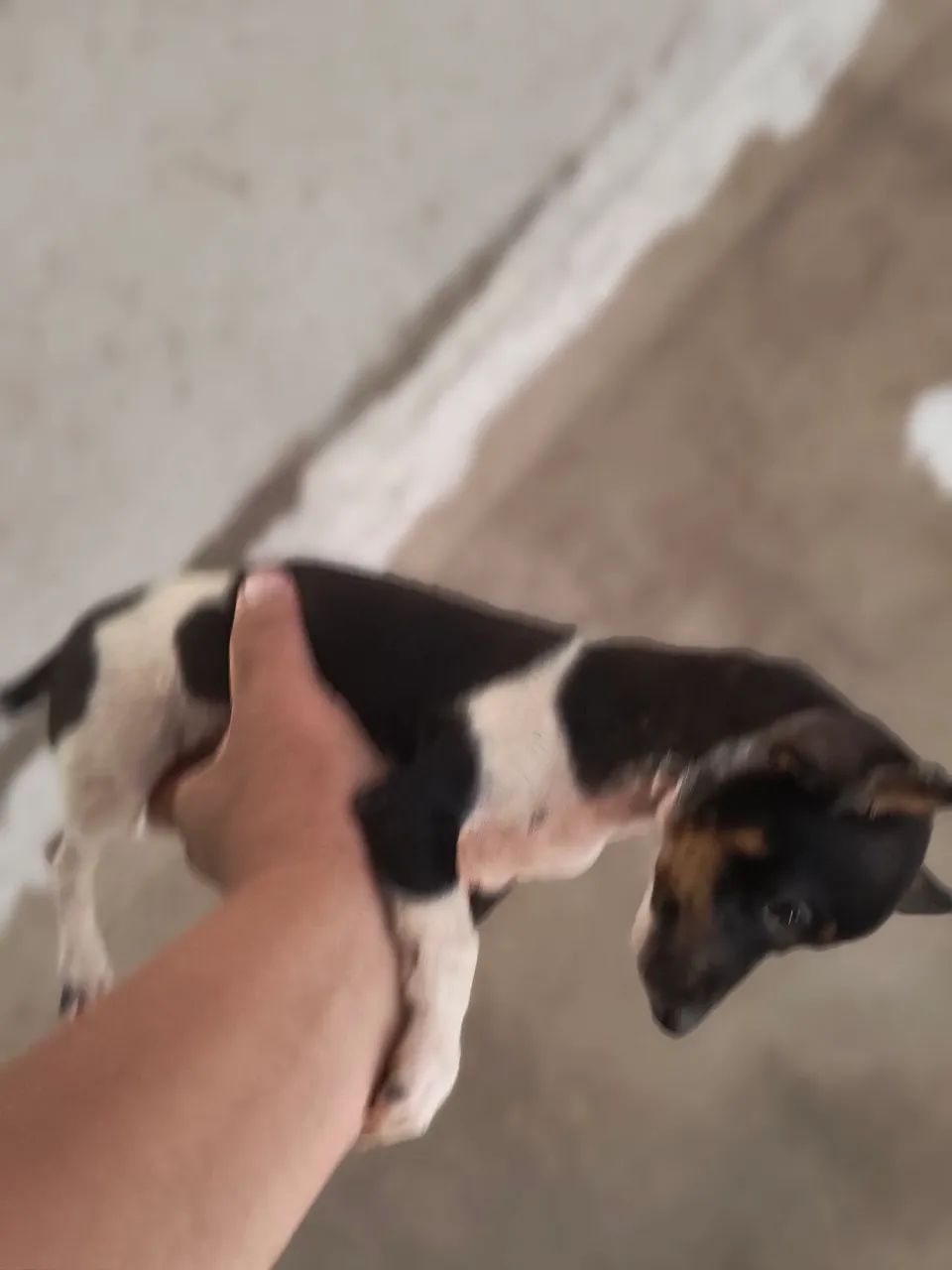 Pincher macho n1  - Foto 4