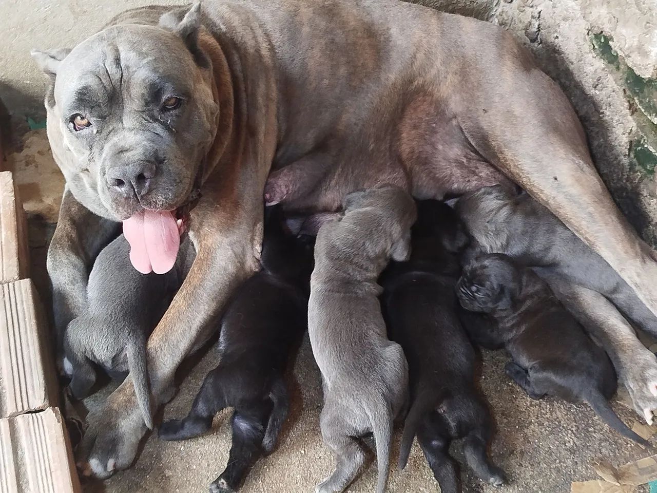 Fêmea de cane corso  - Foto 5