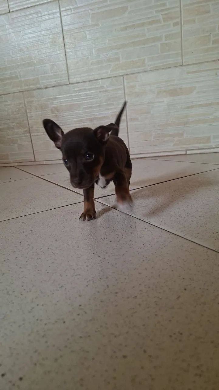 Pinscher n1 Macho - Foto 3