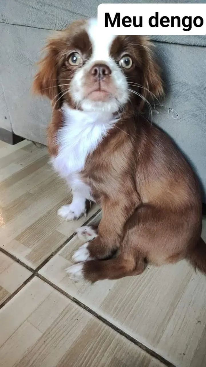 Cachorro ? - Foto 6
