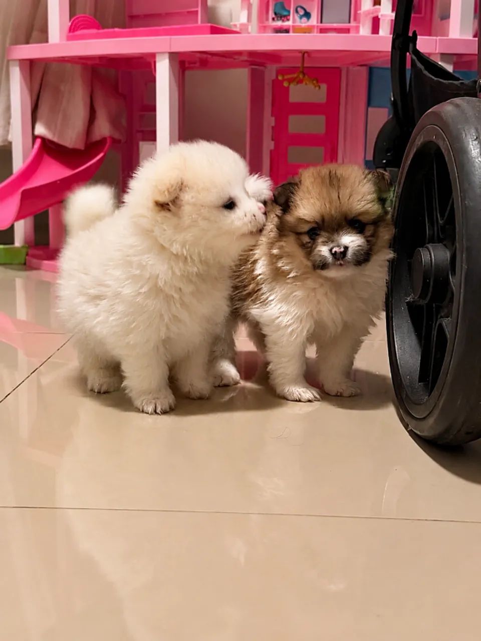filhotes Spitz alemão macho