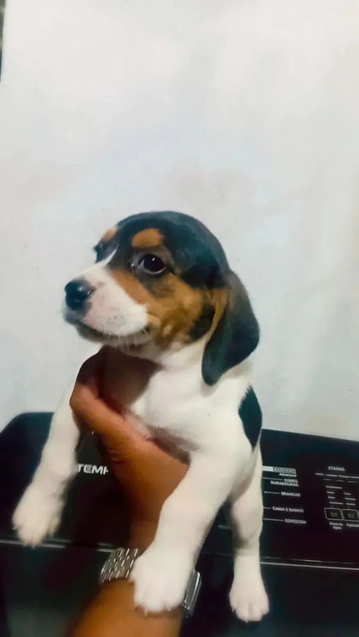 Beagle Macho Disponível 