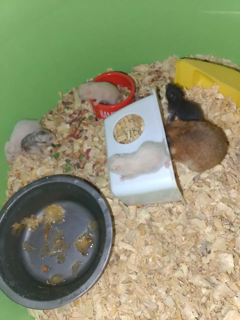 Hamister  - Foto 2