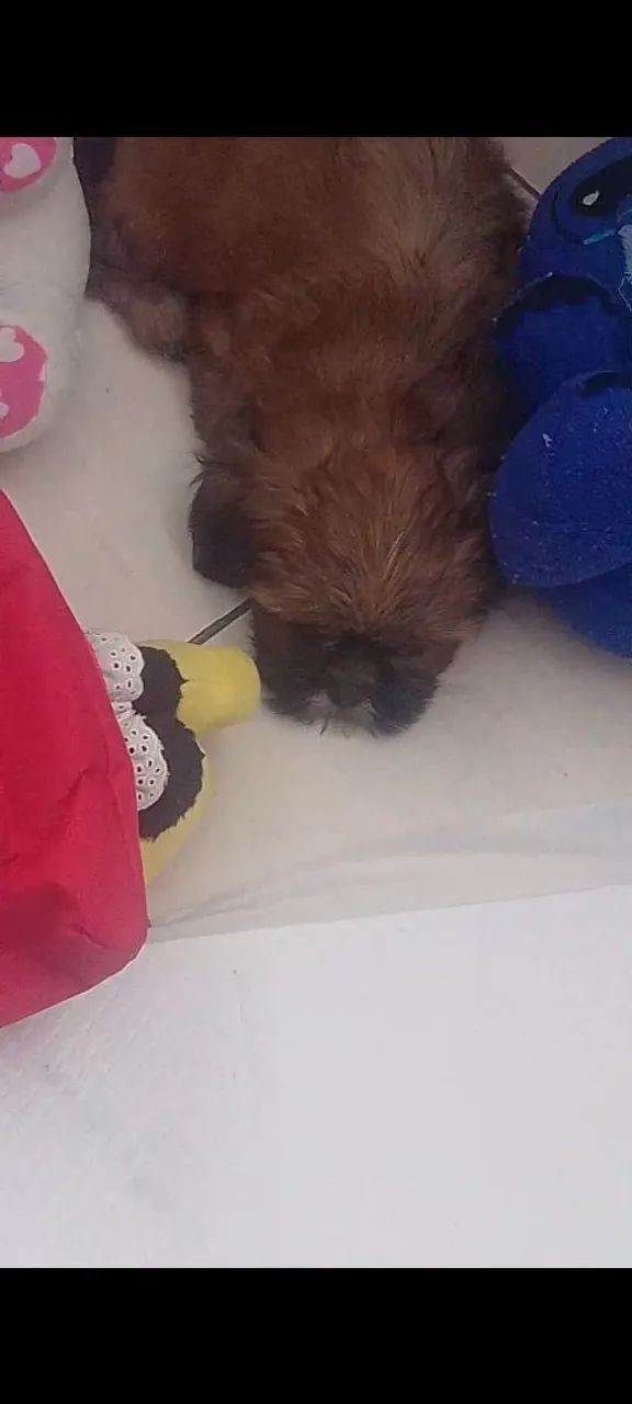 Vendo filhote de Shitzu  - Foto 2