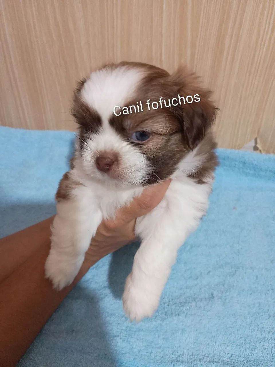 Vende se shitzu puro  - Foto 4