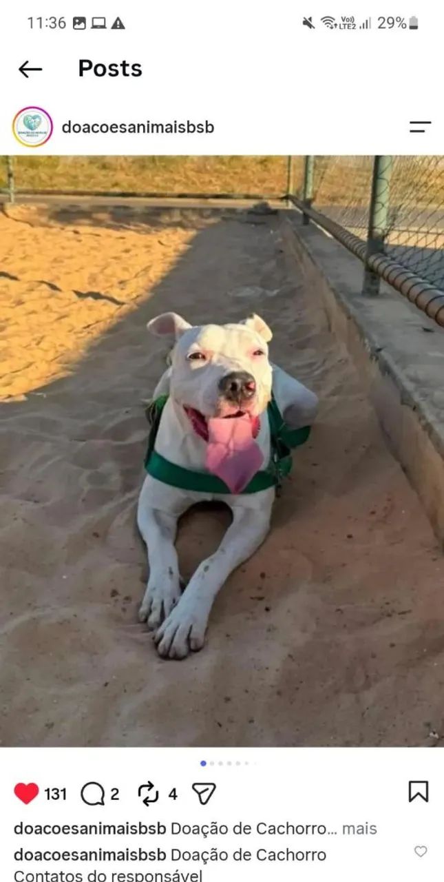Cachorro Pitbull