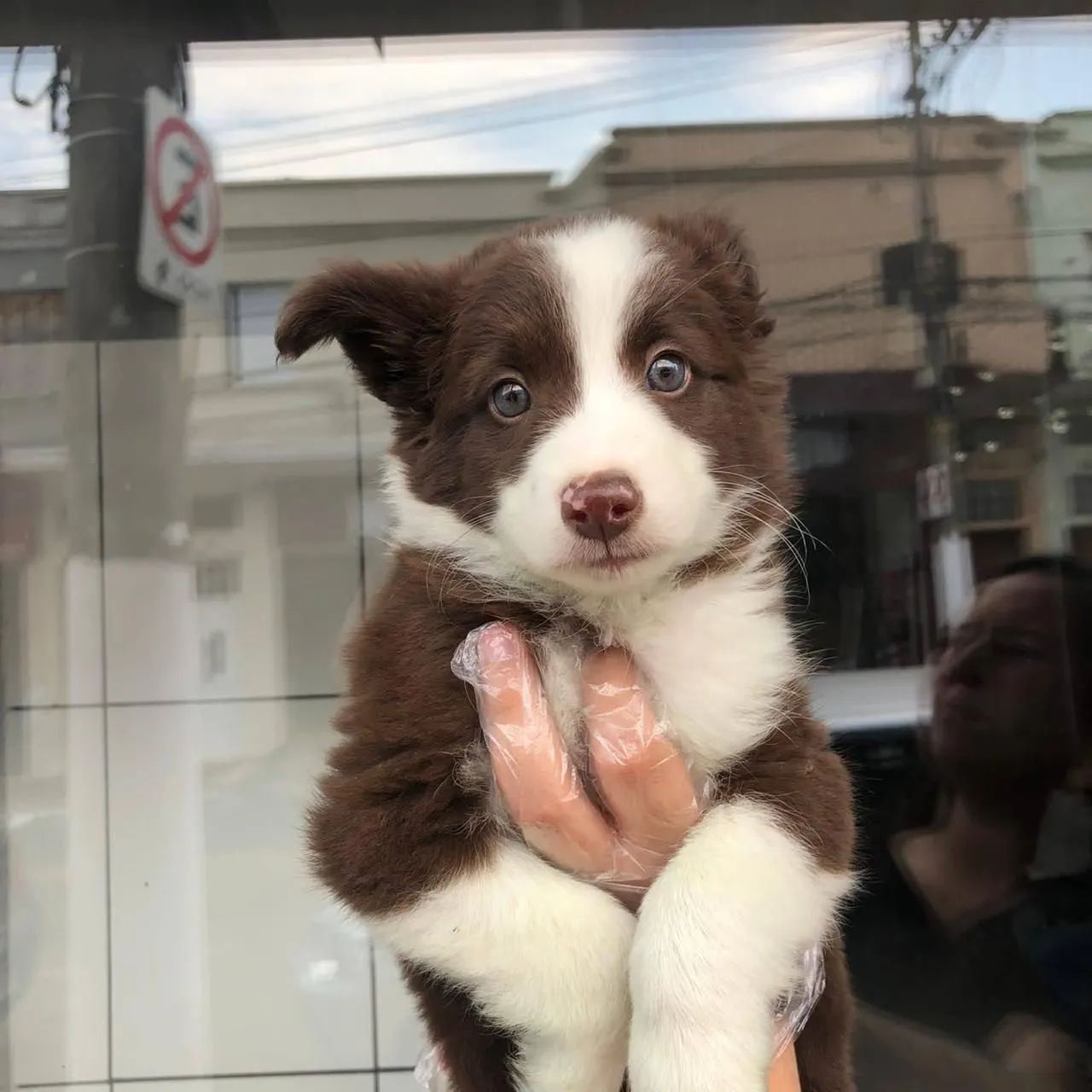  border collie venha conferir