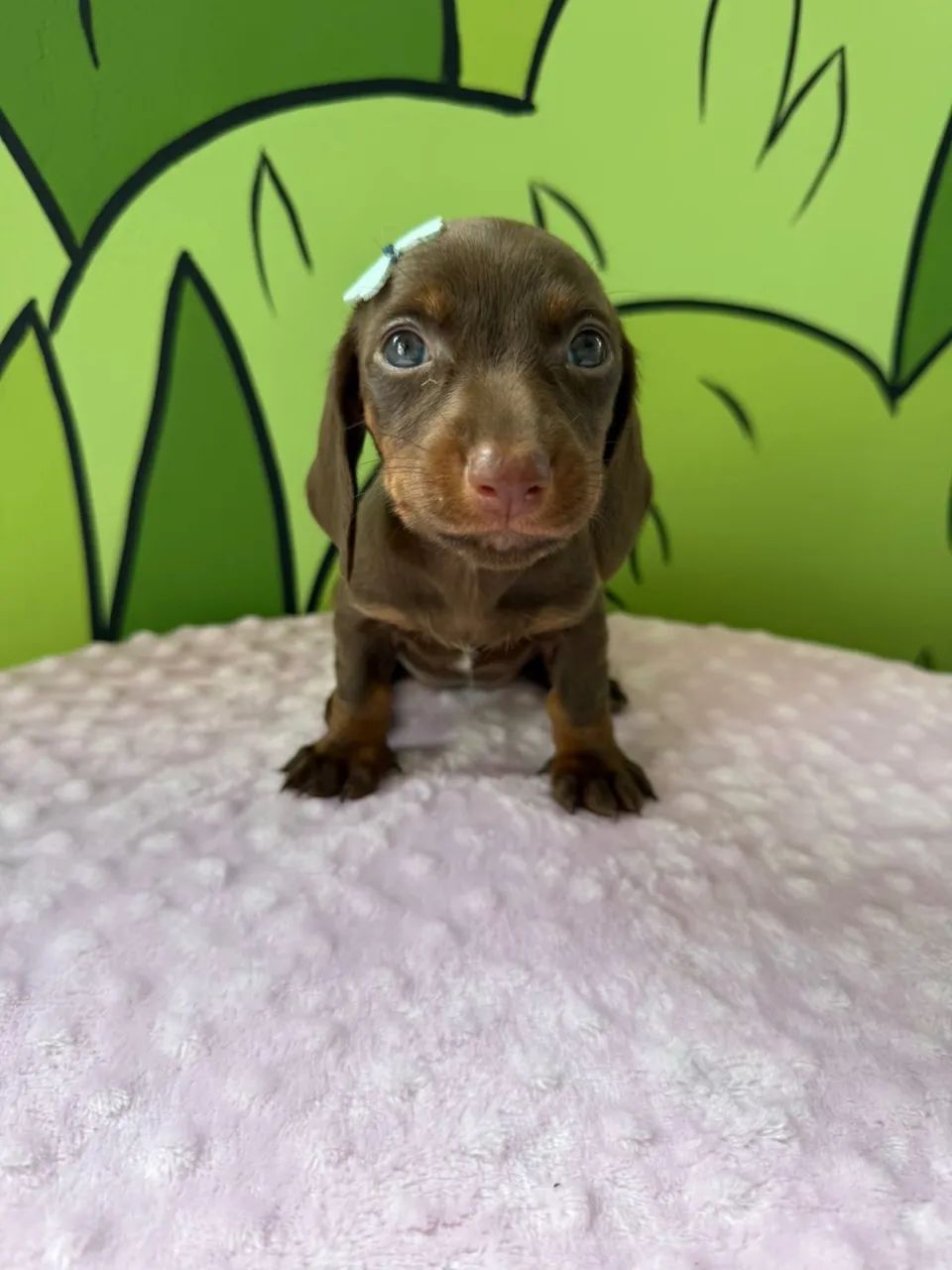 dachshund salsichinha  - Foto 3