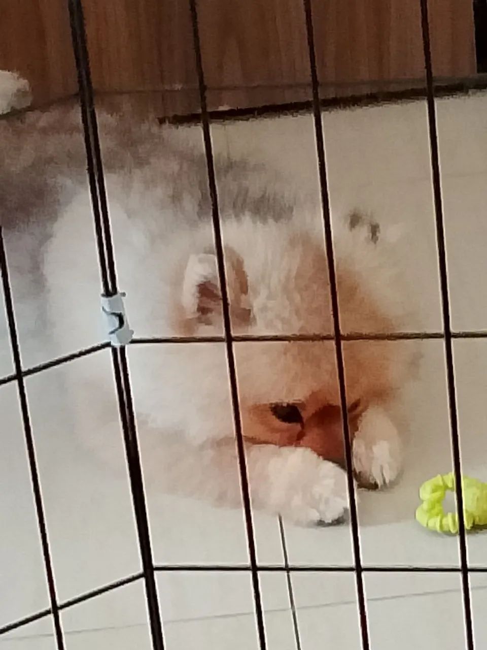 Spitz alemão  - Foto 3