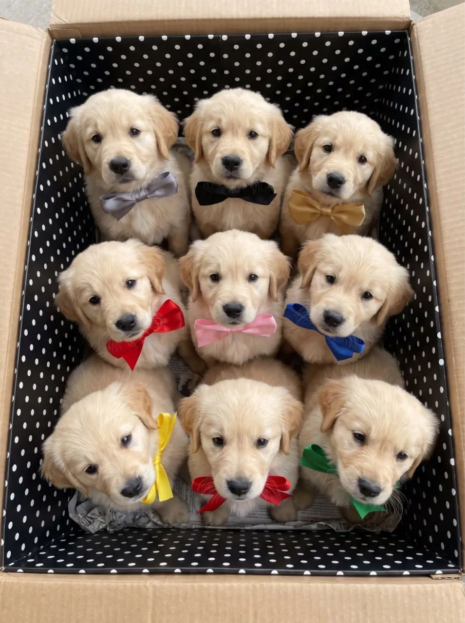 Golden Retriever - Foto 5