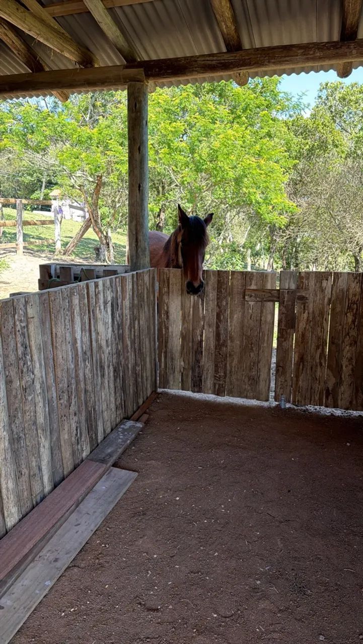 Sítio  a venda Imaruí  - Foto 3