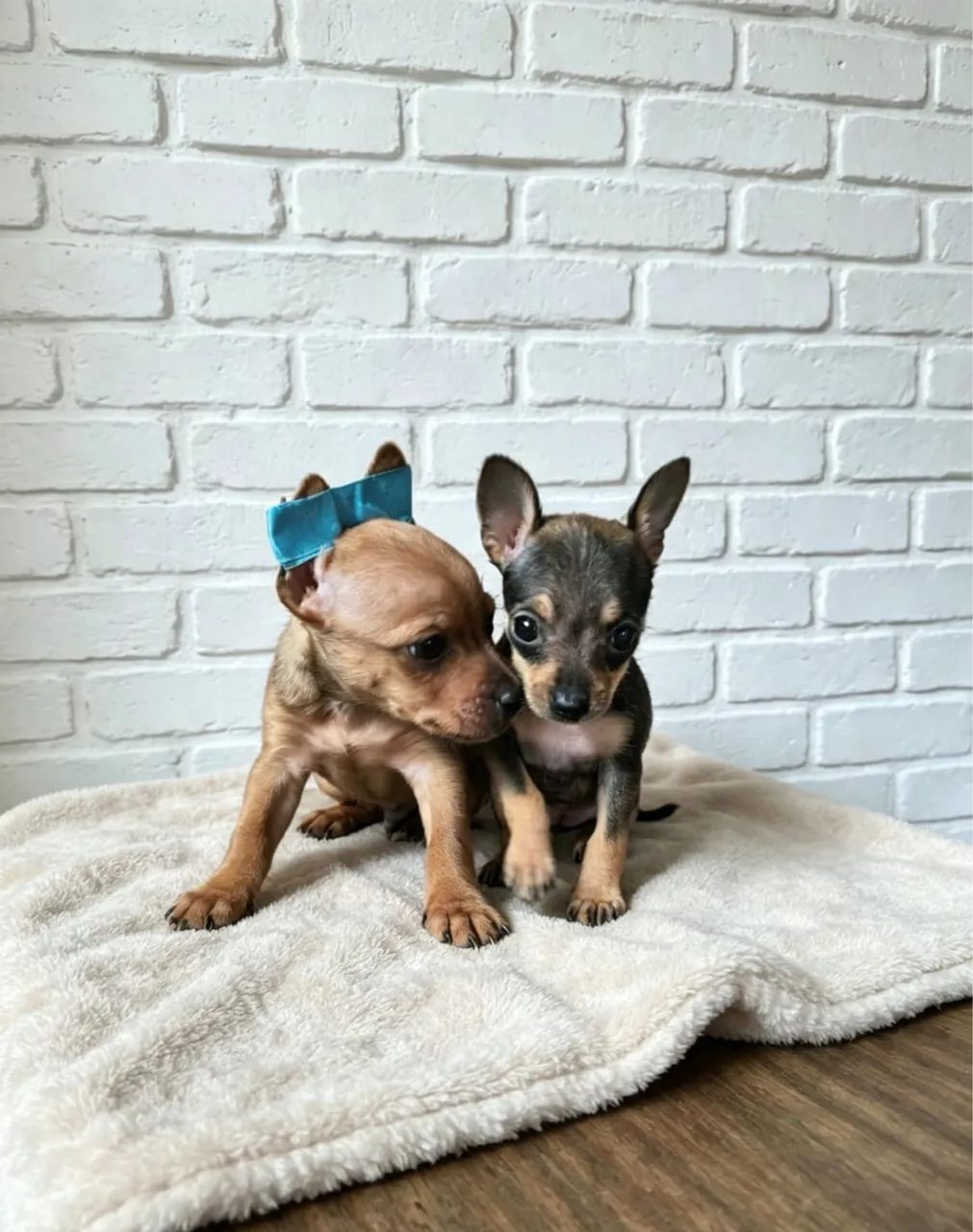 Pinscher 