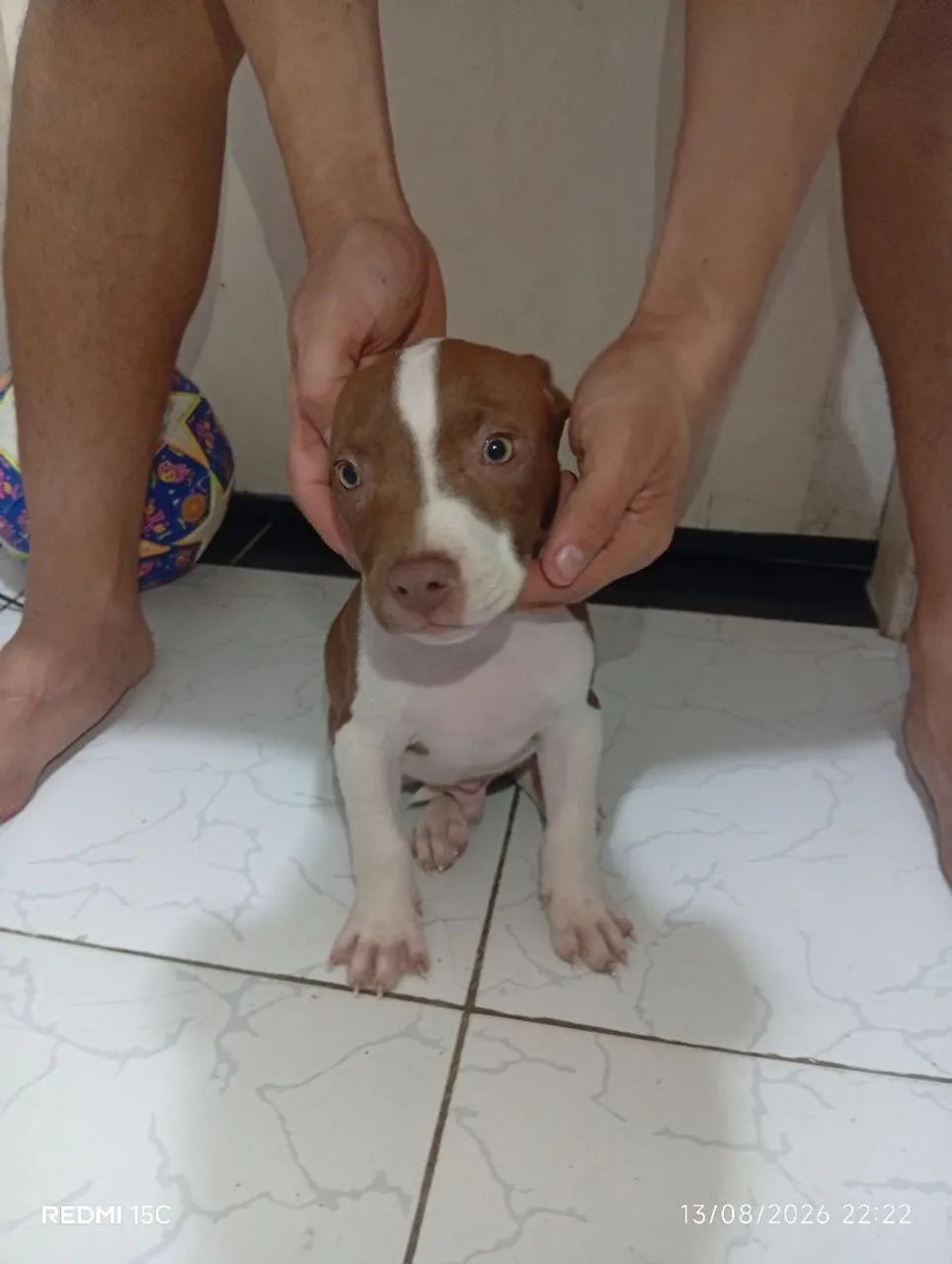 Filhote de Pitbull  - Foto 2