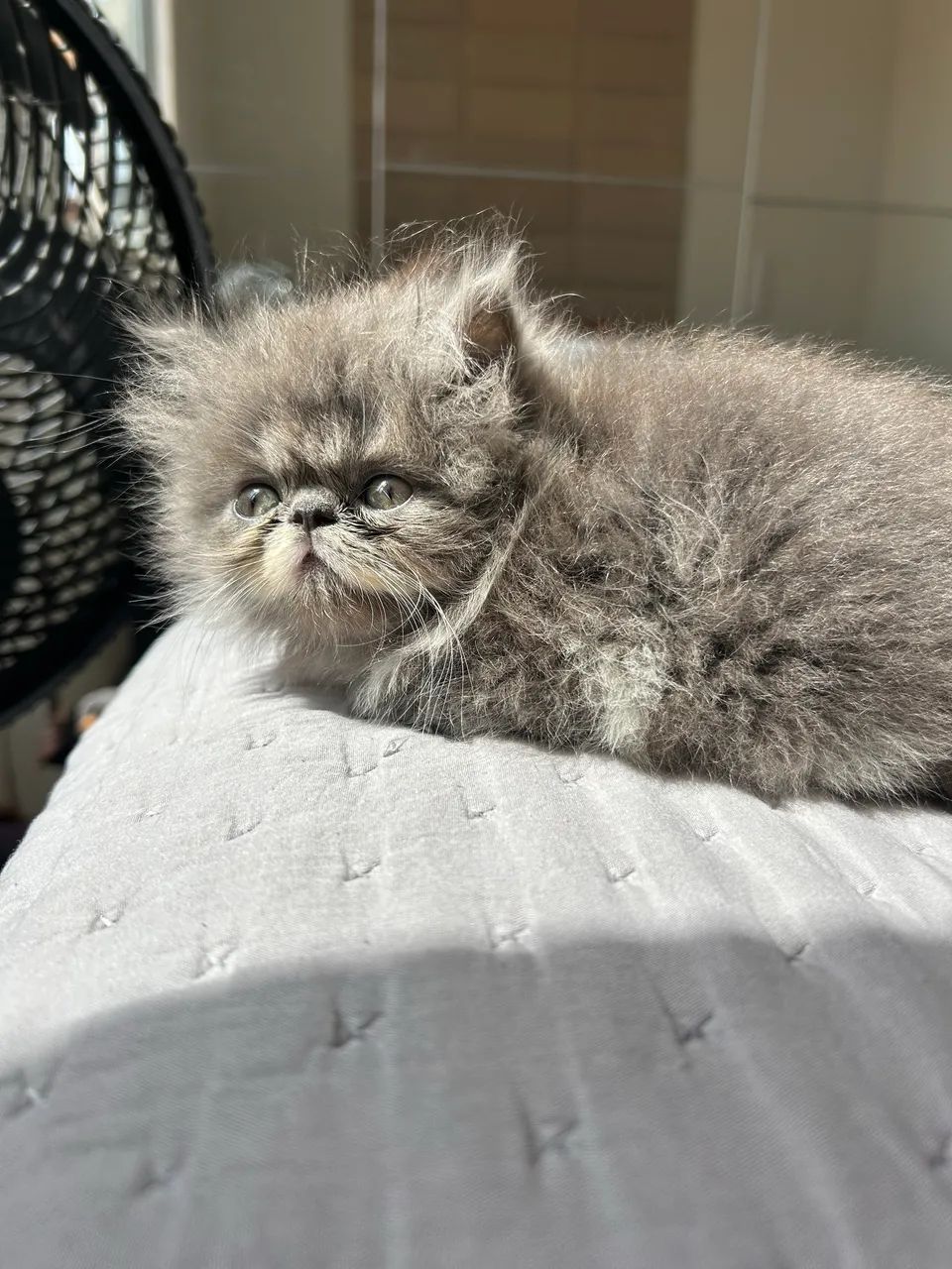 Gato persa 