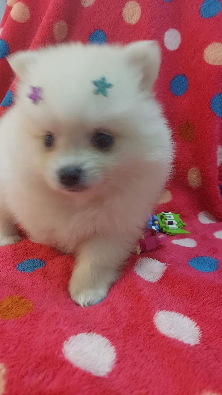 Spitz Alemão fêmea  - Foto 4