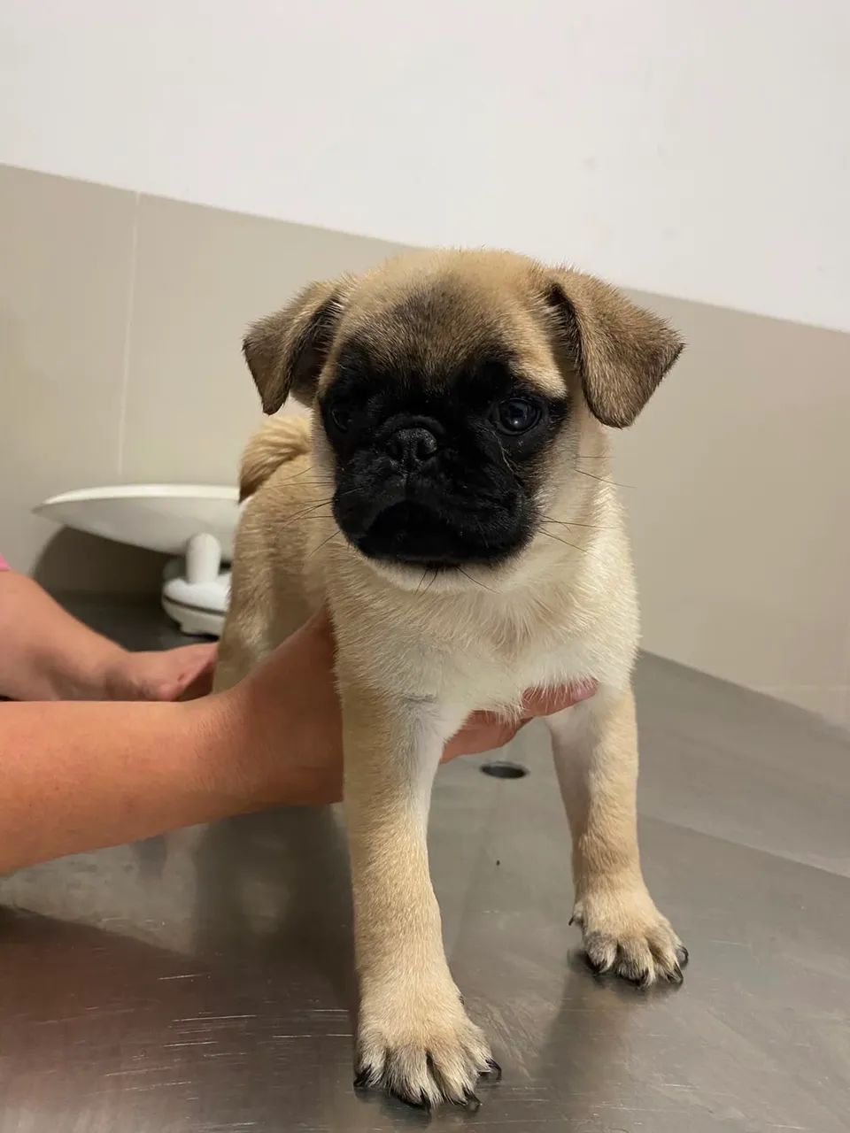 Pug macho  - Foto 4