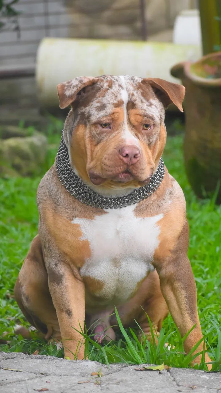 Pit Monster tri lilac merle  - Foto 4