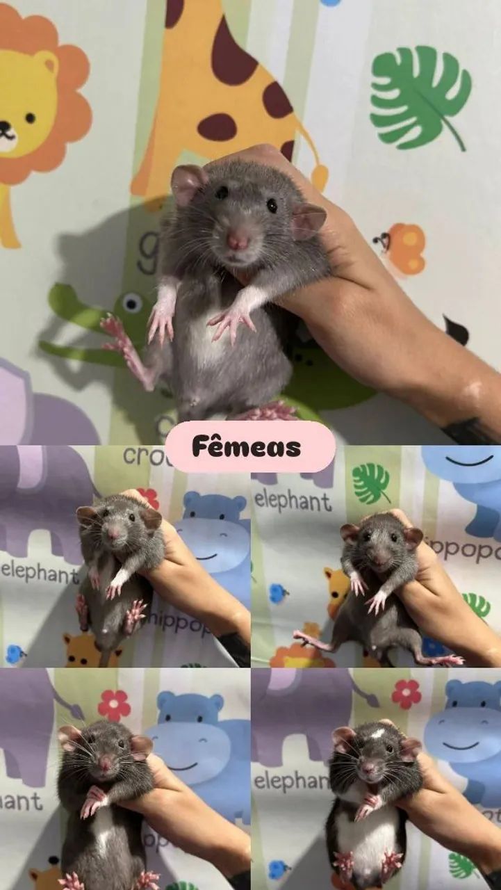 Twisters Filhotes Disponíveis 