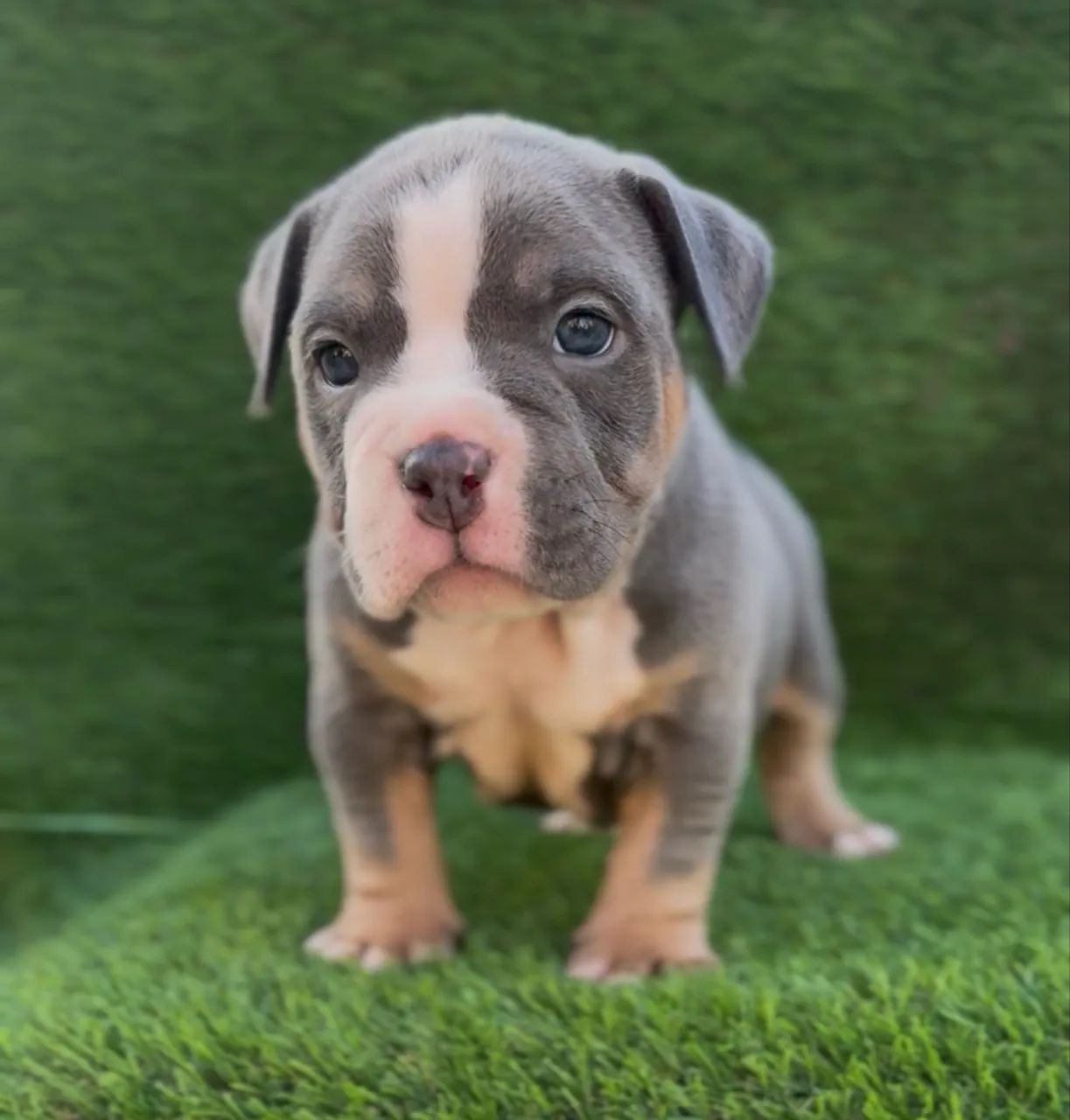 American bully macho  - Foto 3