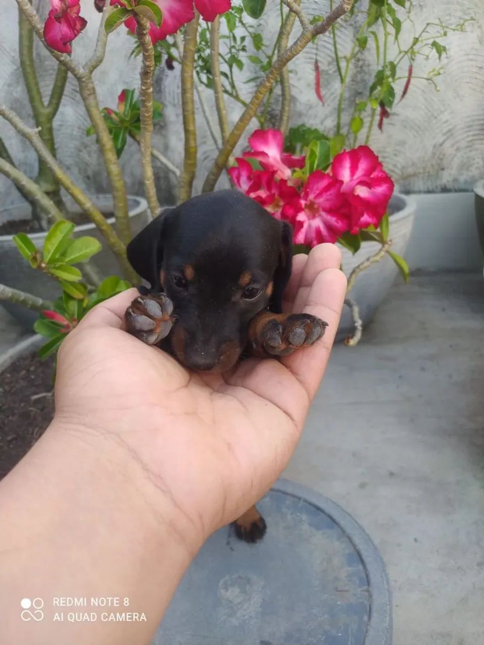 filhotes de salsicha - dachshund  - Foto 5