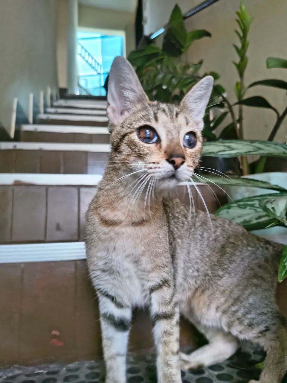 Adoção responsável - gata - Foto 4