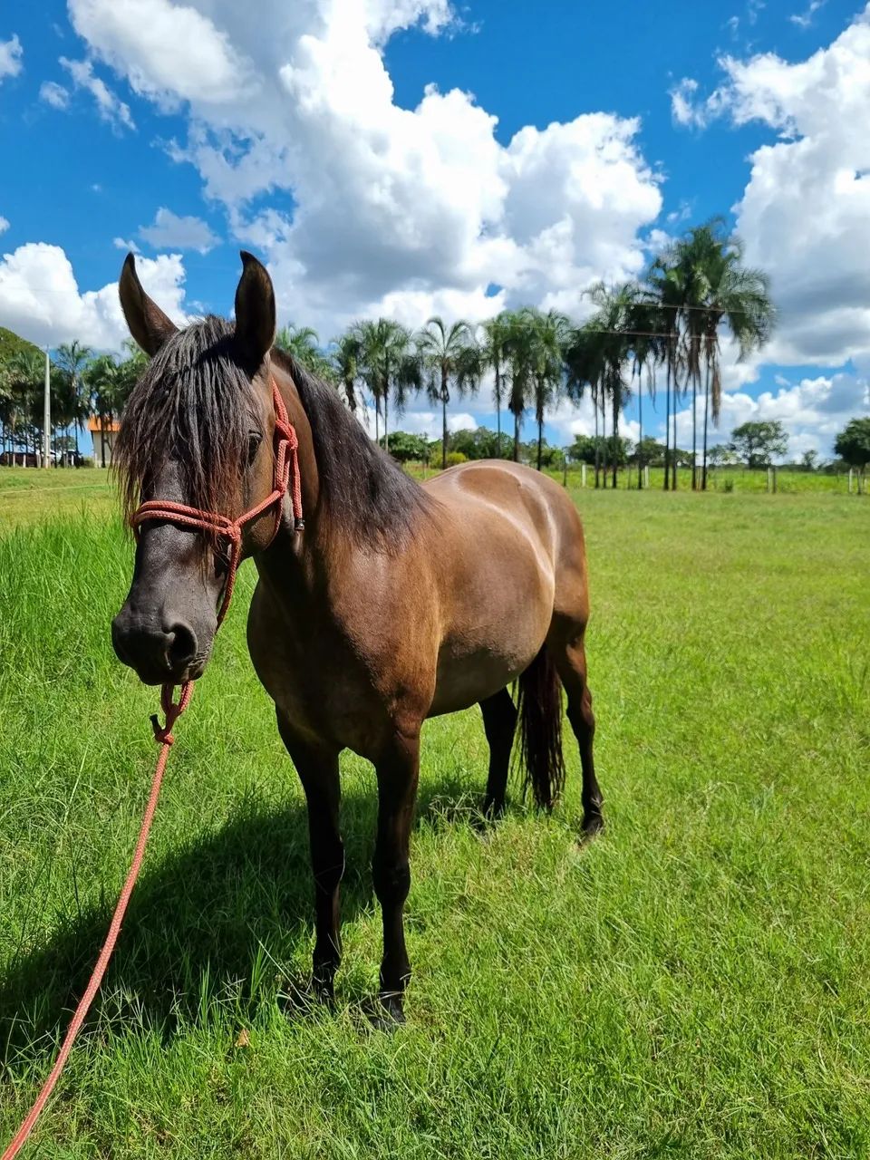 Cavalo disponível para venda. - Foto 4