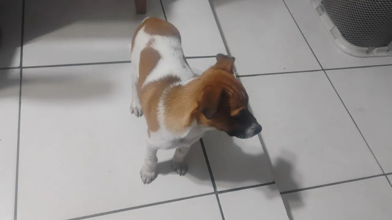 Doa-se cachorro - Foto 4