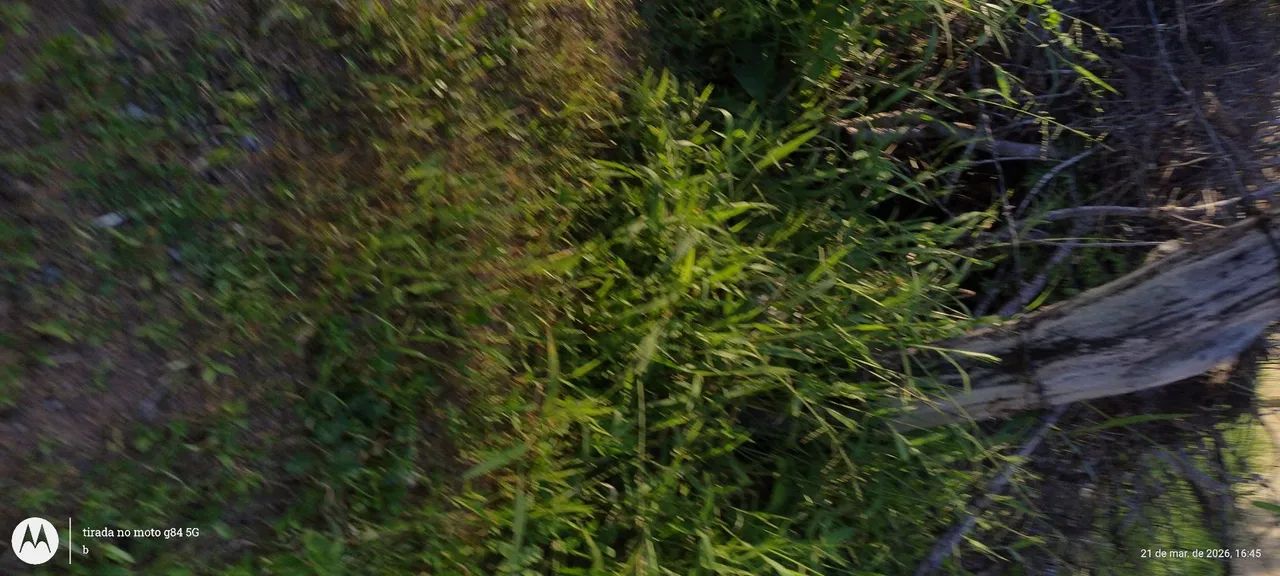 Vender Ser Um Terreno Chácara  - Foto 4