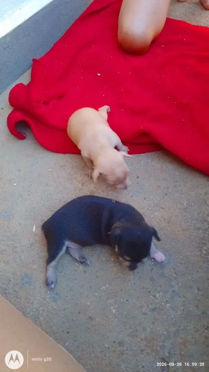 Pinscher  - Foto 4