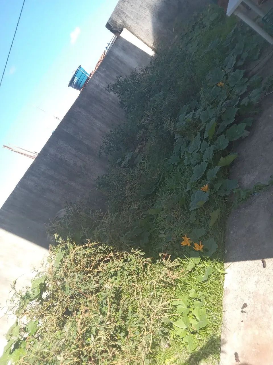 Limpeza De Matos - Foto 4