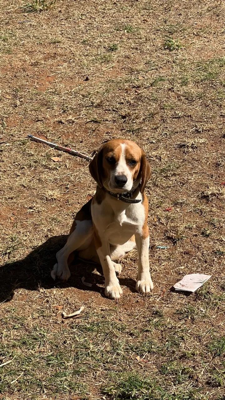 Beagle - bicolor, macho  - Foto 2