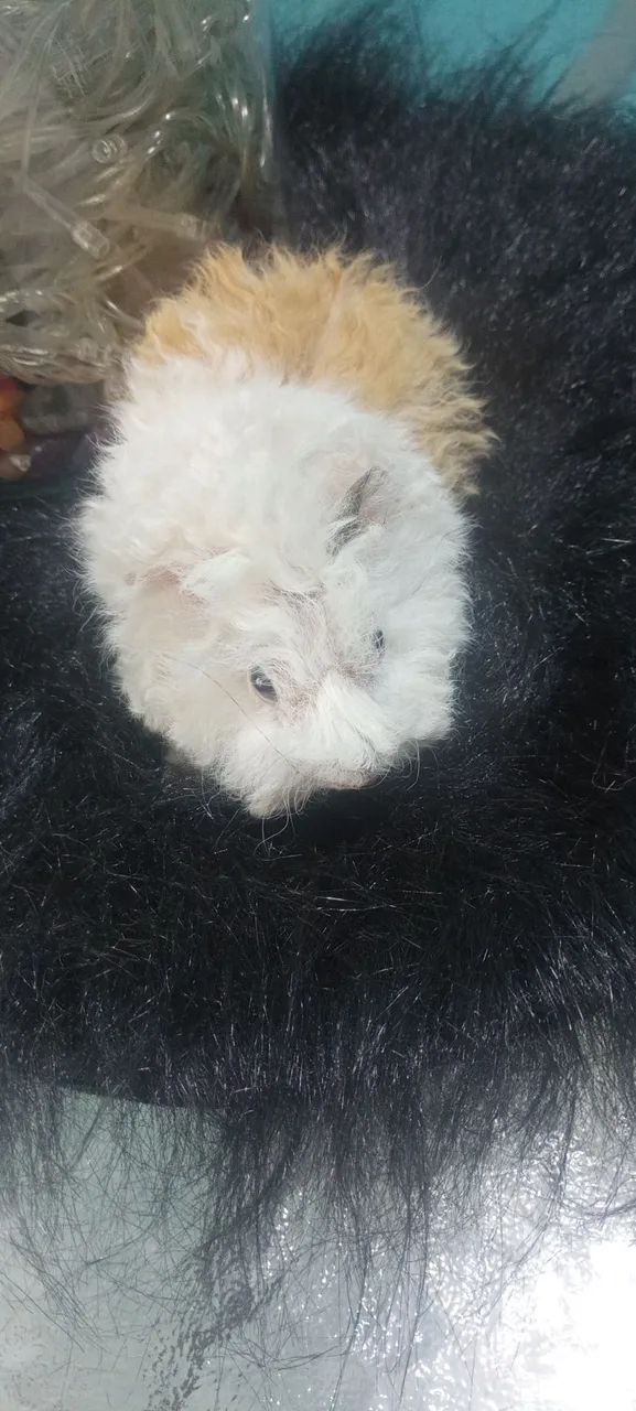 Lindo filhote porquinho da Índia  - Foto 6