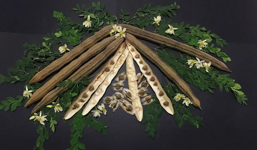 Muda e Sementes de Moringa - Foto 3