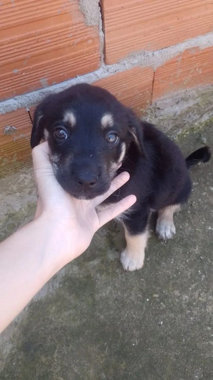 Estou doando esse cachorro - Foto 4